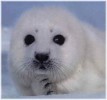 10 Interesting Seal Facts