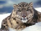 10 Interesting Snow Leopards Facts