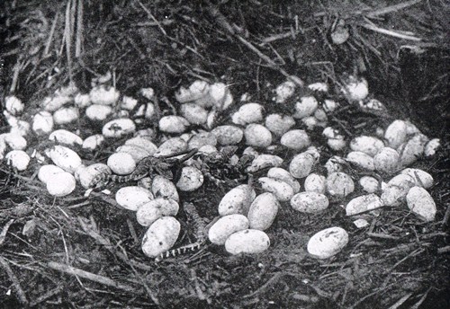 Alligator eggs