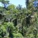 10 Interesting Rainforest Facts