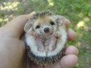 10 Interesting Hedgehog Facts