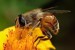 10 Interesting Bee Facts
