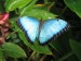 10 Interesting Butterfly Facts