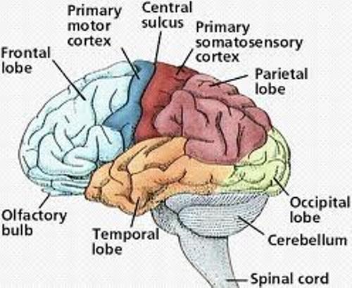 10 Interesting Nervous System Facts | My Interesting Facts