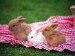 10 Interesting Bunny Facts