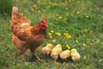 10 Interesting Chicken Facts
