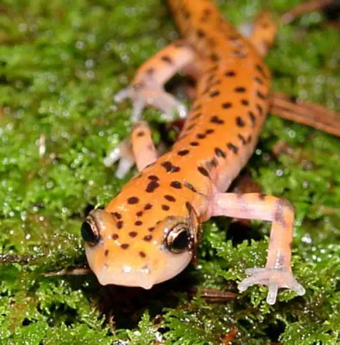 Cute Salamander