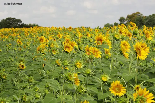 Delaware Sun Flowers
