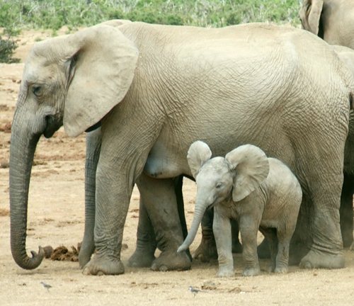 Elephant and a Baby Elephant