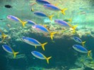10 Interesting Fish Facts