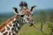 10 Interesting Giraffe Facts