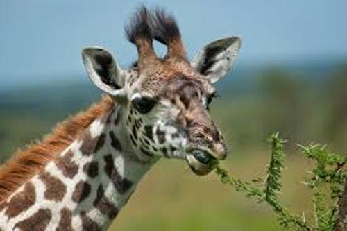 Giraffe Eats