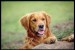 10 Interesting Golden Retriever Facts