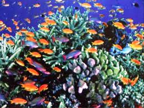 Great Barrier Reef Facts