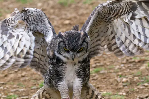Great Horned Owl Wings