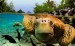 10 Interesting Sea Turtle Facts