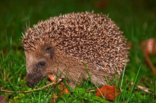 Hedgehog Animal