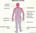 10 Interesting Nervous System Facts