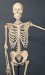 10 Interesting Skeletal System Facts