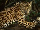 10 Interesting Jaguar Facts