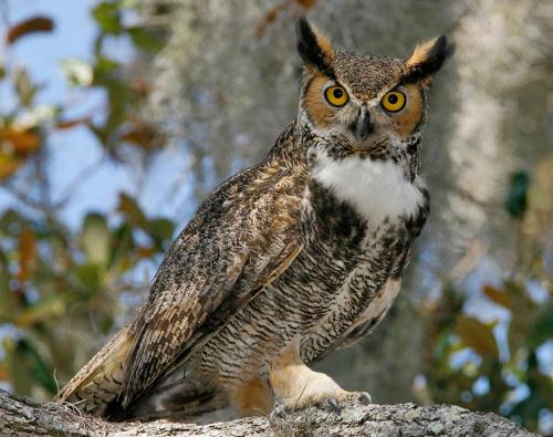 Large Great Horned Owl