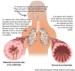 10 Interesting Respiratory System Facts