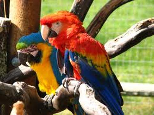 Macaw FLock
