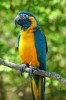 10 Interesting Macaw Facts