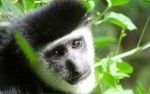 10 Interesting Monkey Facts
