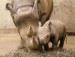 10 Interesting Rhino Facts