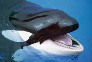 Killer Whale Facts visual data 2