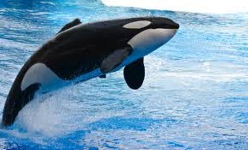 Orca Whale Jumping