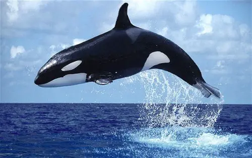 10 Interesting Orca Whale Facts | My Interesting Facts