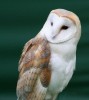 10 Interesting Owl Facts