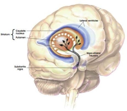 Parkinson S Disease and Brain System