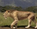 10 Interesting Saber Tooth Tiger Facts