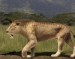 10 Interesting Saber Tooth Tiger Facts