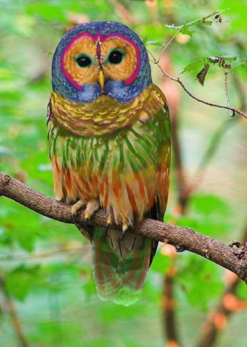 Rare Owl