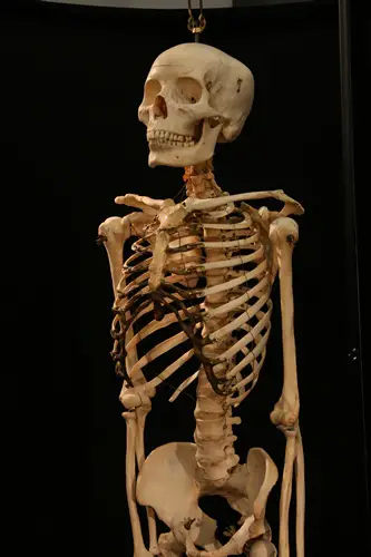 10 Interesting Skeletal System Facts | My Interesting Facts