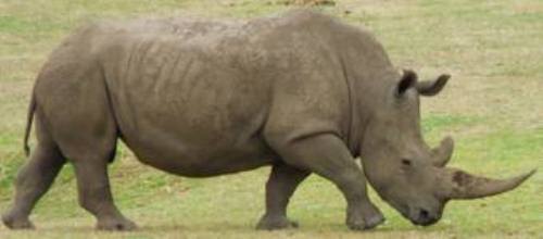 Rhino Fact