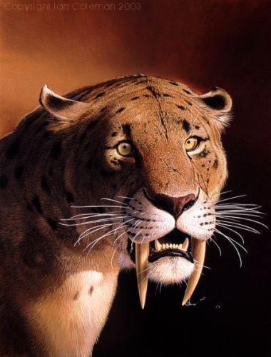 Saber Tooth Tiger Fact
