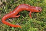 10 Interesting Salamander Facts