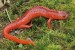 10 Interesting Salamander Facts