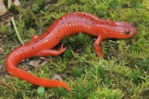 Salamander facts