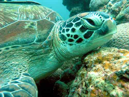 Sea Turtle Fact