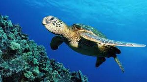 Sea Turtle Swims