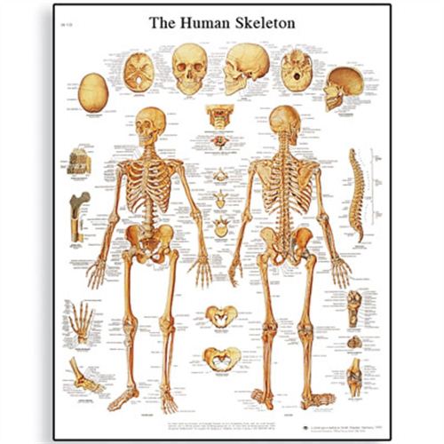 Skeletal System of Human