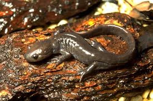 Small Salamander