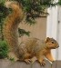 10 Interesting Squirrel Facts