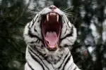 10 Interesting White Tiger Facts